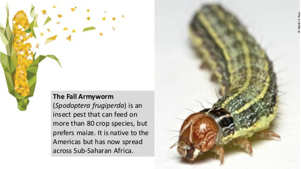 The fall armyworm – an invasive agricultural pest native of the Americas –  has spread as far as West Bengal and Gujarat, after being first detected in  Karnataka only in May this year.