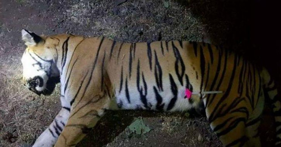 Avni the tigress that is said to have killed 13 villagers 