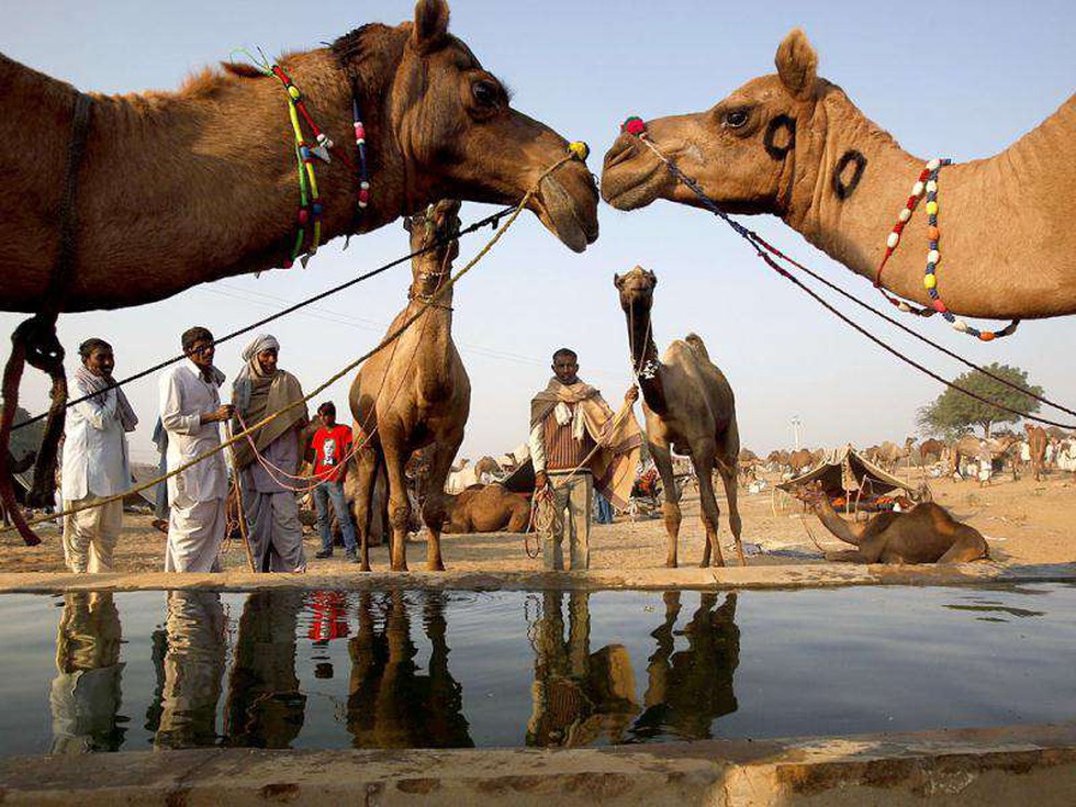 The Pushkar Fair, renowned for being one of the world's largest cattle fair,  is being held near Rajasthan's Ajmer. The eight-day event will conclude on  23 November.
