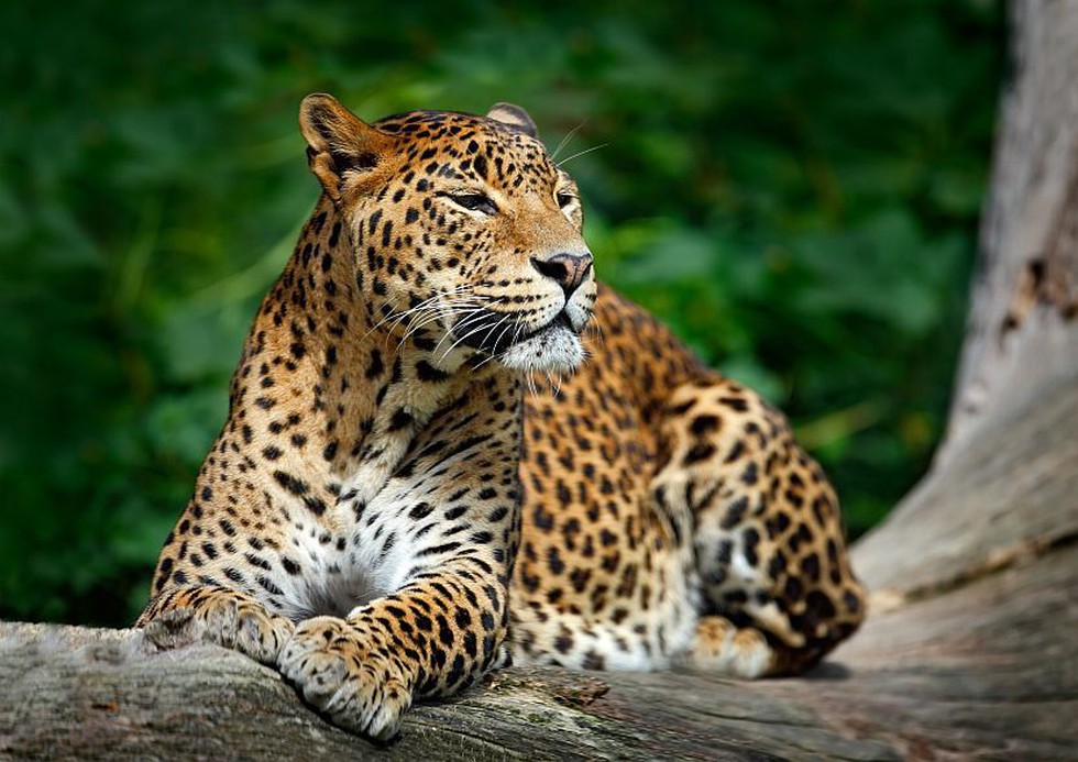 Leopards in India: Releasing the Status of Leopards report, Prakash Javadekar said that increase in Leopards numbers is a testimony. 