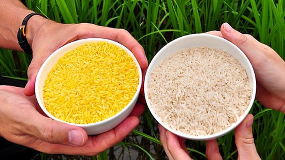 Bangladesh could the first country to approve golden rice as it