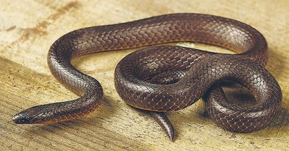 Pipe snake, Burrowing, Venomous, Non-Venomous