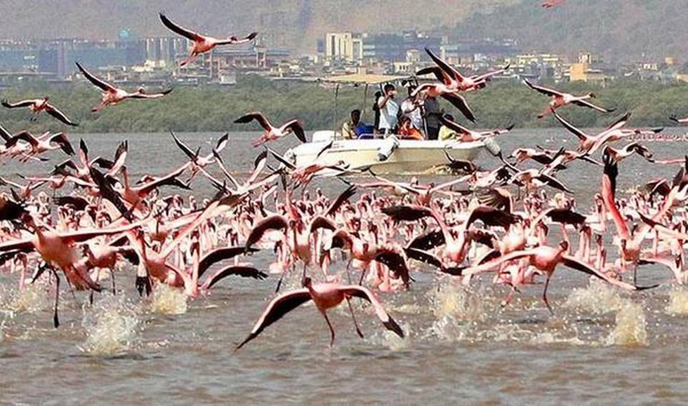 Sea of pink near Mumbai — why 1.3 lakh flamingos have flocked to Thane  Creek, the 'highest ever