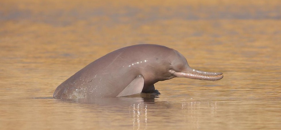 Punjab Government has declared the Indus river dolphin as Punjab's state aquatic animal. Punjab Government has declared the Indus river dolphin as Punjab's state aquatic animal.