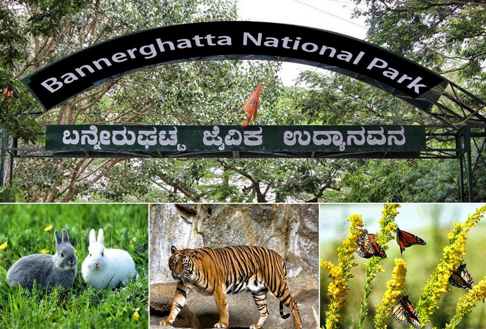 Bannerghatta National Park's Eco-Sensitive Zone (ESZ) will remain at 169 sq.km. despite thousands of citizens formally objecting to the reduction of nearly 100 sq. km. as compared to the original proposal.