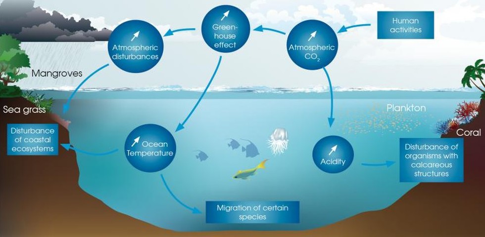 According to the research study published in the journal Nature and  conducted at Rutgers University in the US, Global warming hits sea  creatures hardest.