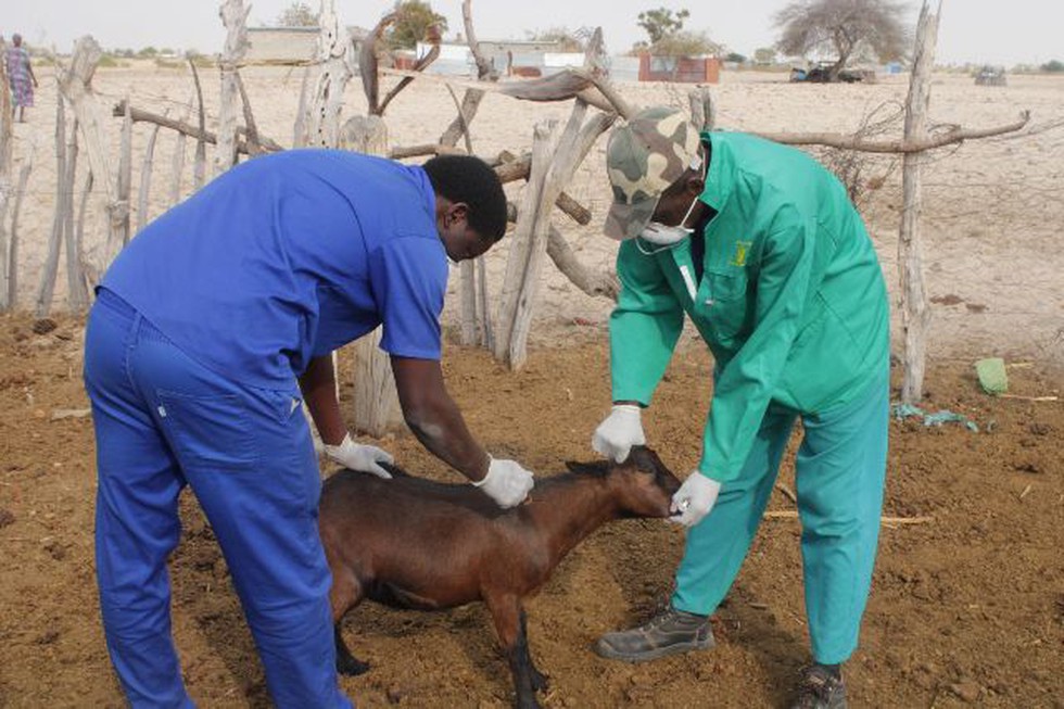 How Does Foot And Mouth Disease Affect Animals