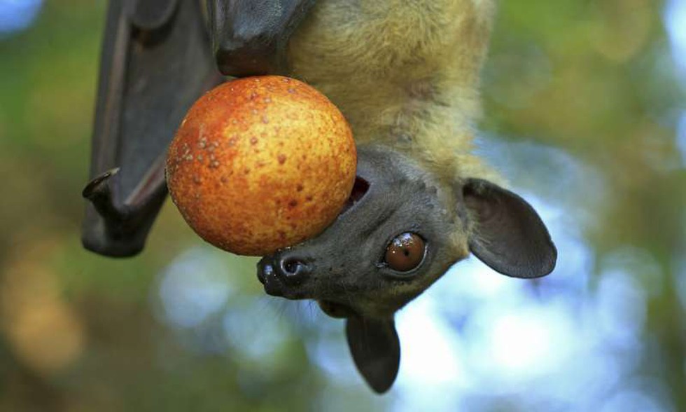 Looking to identify the source of the Nipah virus that has caused one