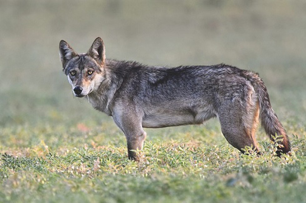 Four pairs of Wolves brought to Wolf Soft Release Centre in Nadabet