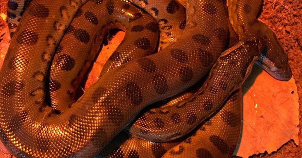 The New England Aquarium in the US recently announced that a “virgin