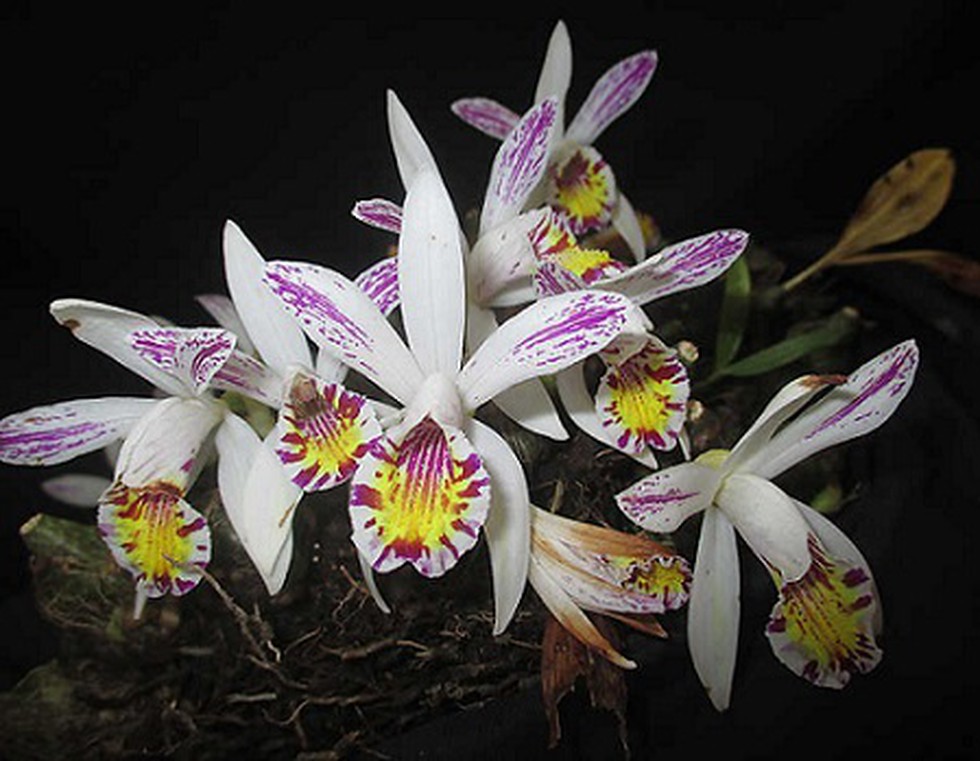 India Is Home To 1 256 Species Of Orchid According To The First Comprehensive Census Of Orchids Of India