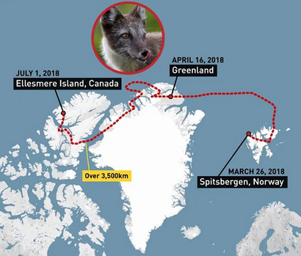 Mapping Arctic Foxes' Spectacular Solo Journeys