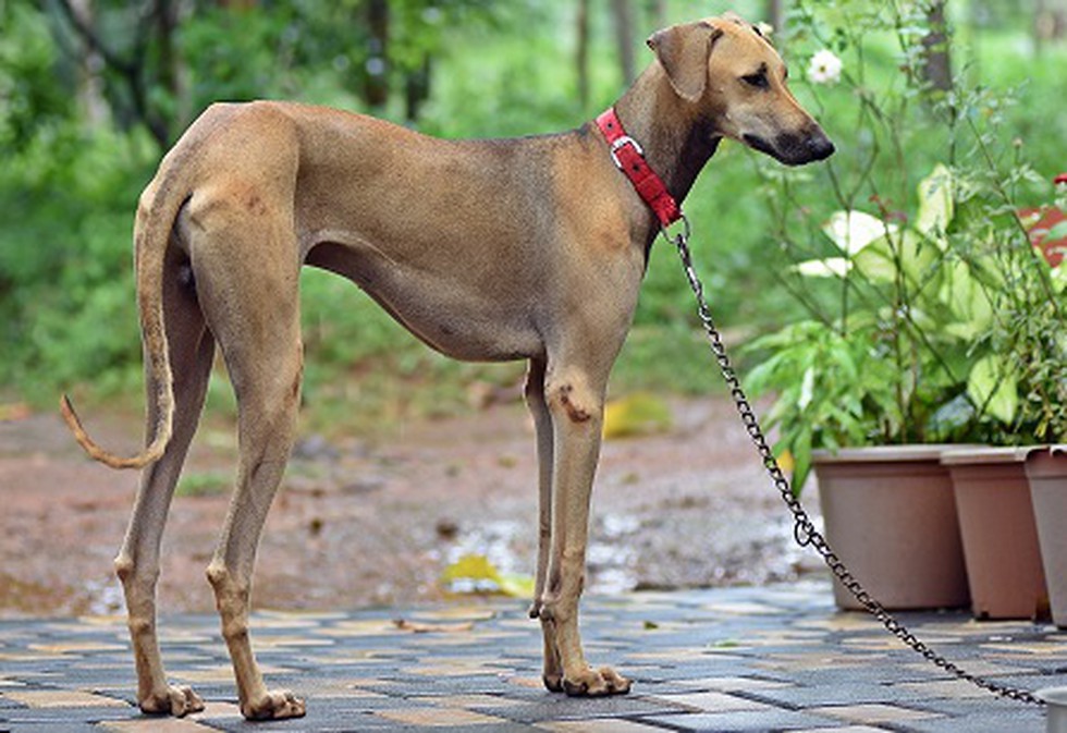 chippiparai dog