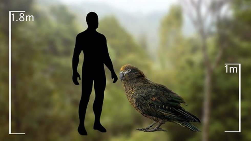 The Remains Of A Super Sized Parrot That Stood More Than Half The