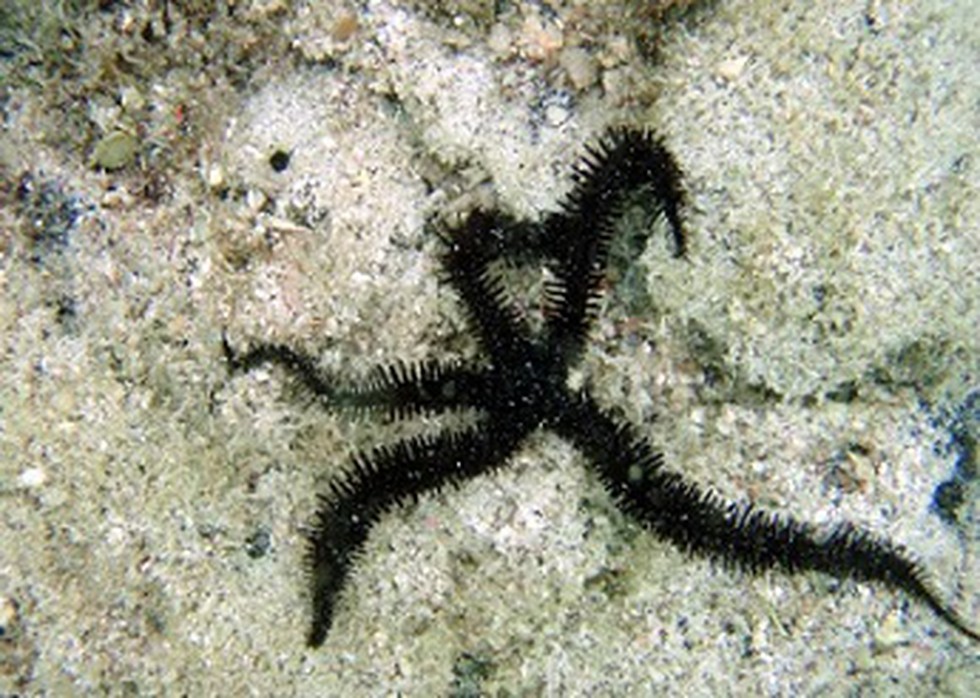 For the first time, researchers have shown that a species of brittle