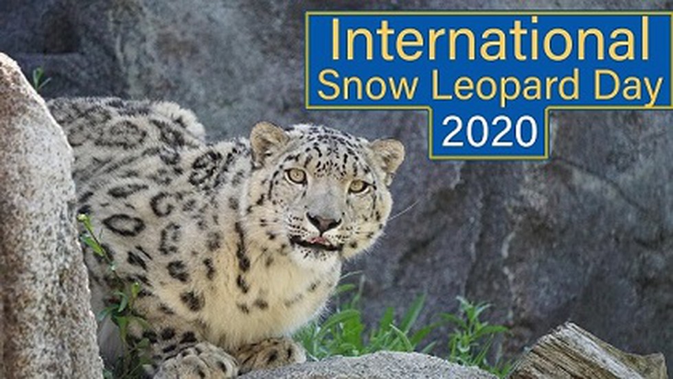 International Snow Leopard Day 2020 was observed on October 23.