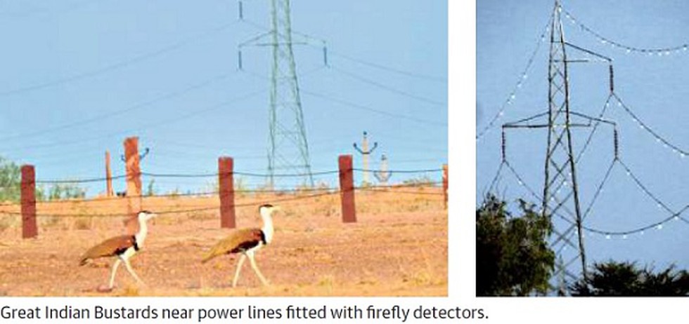 The Ministry of Environment along with the Wildlife Conservation Society,  India, has come up with a unique initiative — a “firefly bird diverter” for  overhead power lines in areas where Great Indian