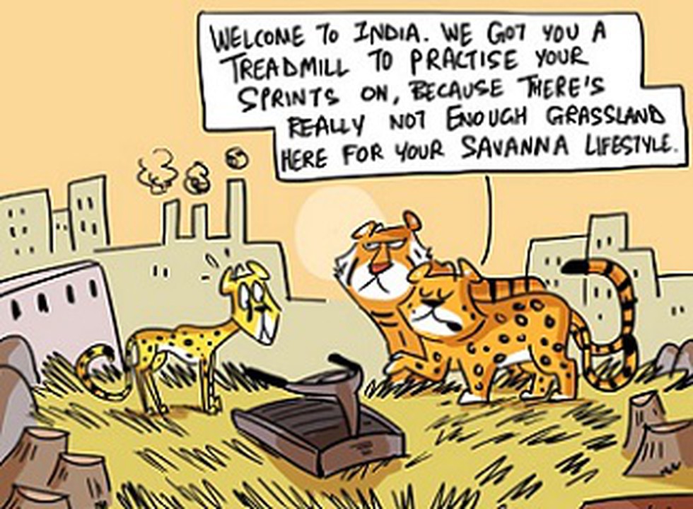 According to a top scientist at the Laboratory for Conservation of Endangered  Species (LaCONES), introduction of cheetahs in India will be a big  challenge as India first have to adopt International Union