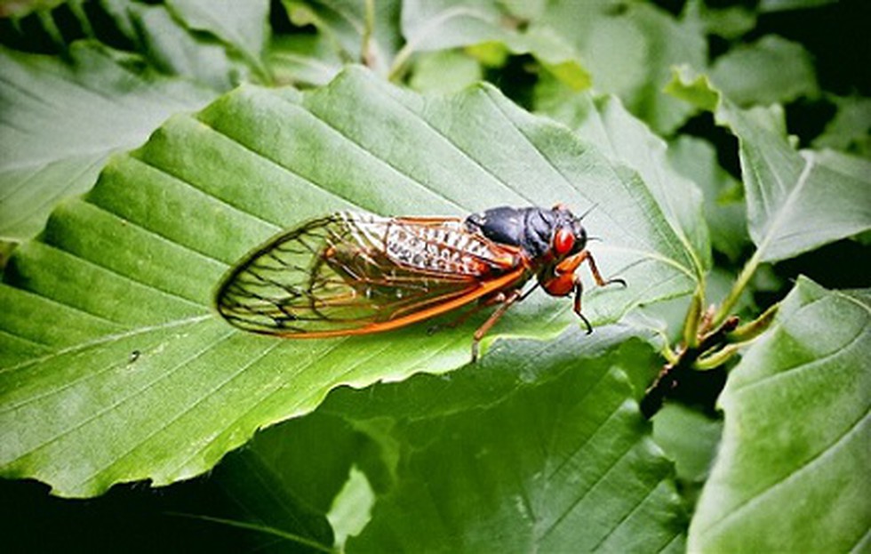 A brood of periodical cicadas, noisy insects that breed underground for