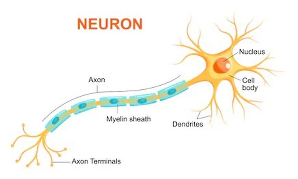 axon dendrite