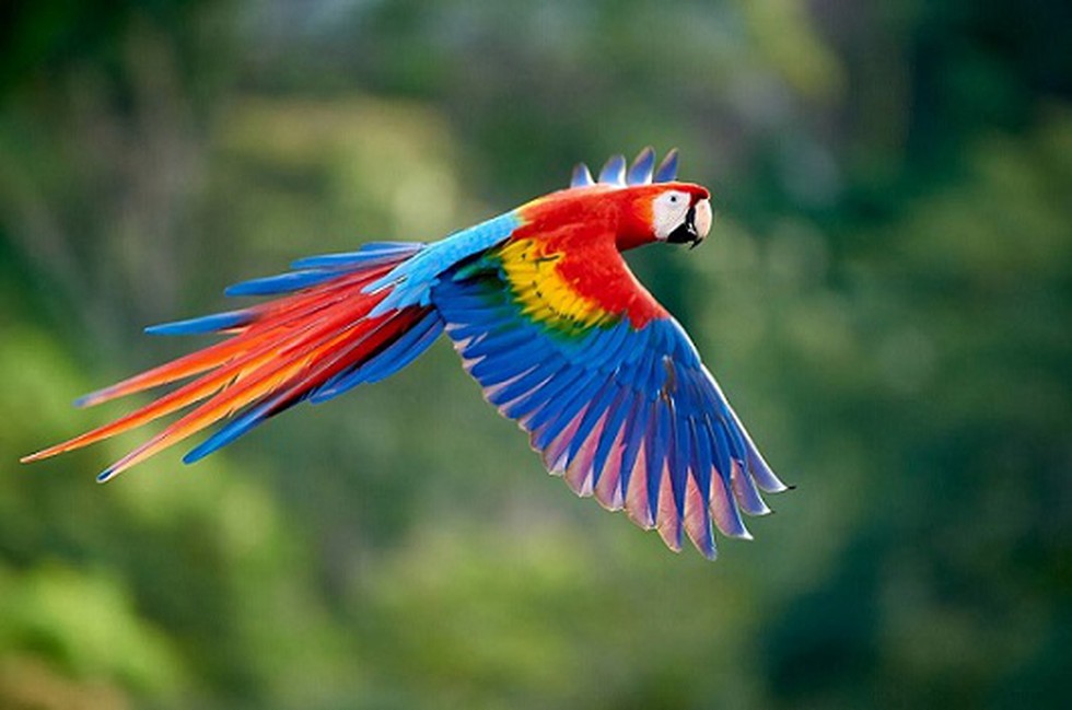 The Directorate Of Revenue Intelligence Dri Has Busted A Wildlife Smuggling Syndicate With Seizure Of A Consignment Of Exotic Macaws Which Had Been Smuggled From Bangladesh To Kolkata The Exotic Birds Were,How To Play Gin Rummy Card Game