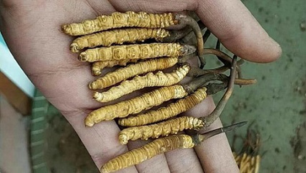 The World S Costliest Fungus Ophiocordyceps Sinensis Also Known As Himalayan Viagra Which Sells In International Markets For Upwards Of Rs 20 Lakh Per Kg Has Entered The International Union For
