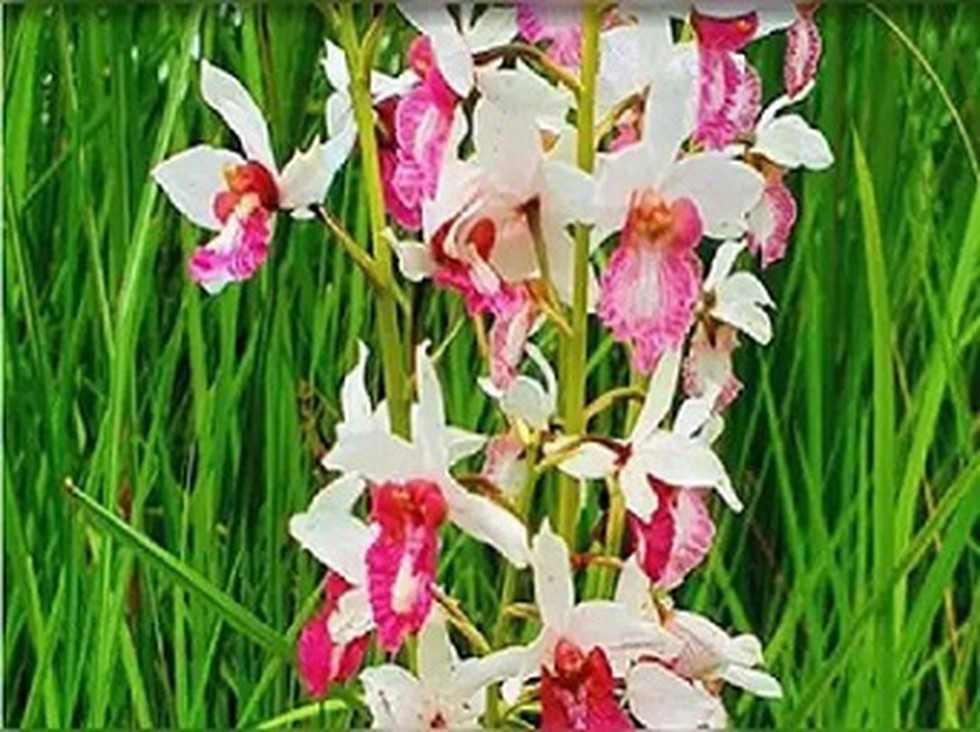 A Rare Orchid Species Eulophia Obtusa Also Known As Ground Orchid Has Been Rediscovered In India After 118 Year Hiatus In Dudhwa Tiger Reserve