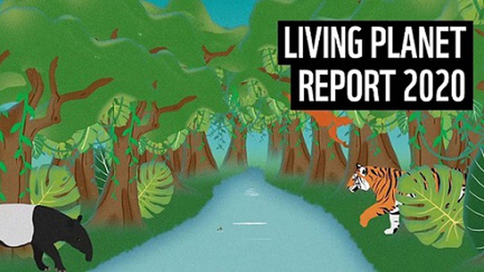 The WWF’s Living Planet Report 2020 Has Found That There Has Been A ...