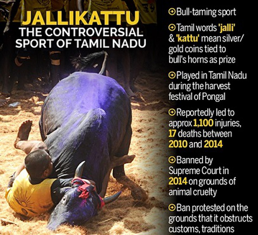 Jallikattu begins today — the 'barbaric sport' that celebrates hard-working  Tamil farmer