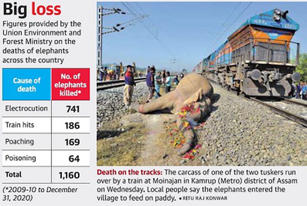 A whopping 1,160 elephants were killed in the country for reasons other
