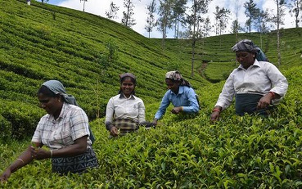 Sri Lanka s Malaiyaha Tamil Workers Whose Labour In Tea Plantations 