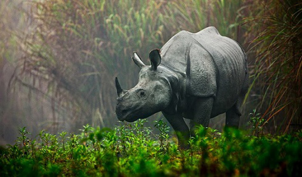 With the BJP frequently invoking Assam's world-famous one-horned rhino to  connect with the people of the state, the animal has now become a part of  poll rhetoric, with promises to save “the