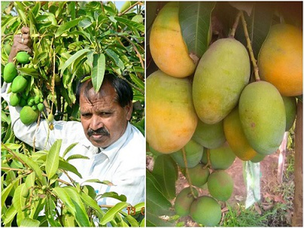 The King Of Fruit: 13 Mouthwatering Mango Varieties - Sukhi's