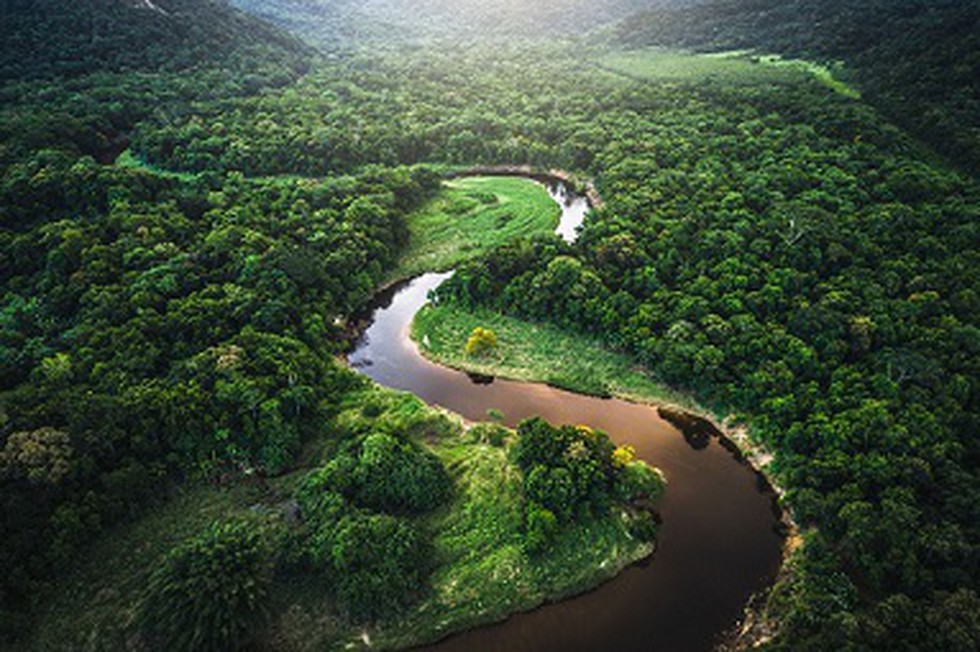 The Amazon forests in South America, which are the largest tropical