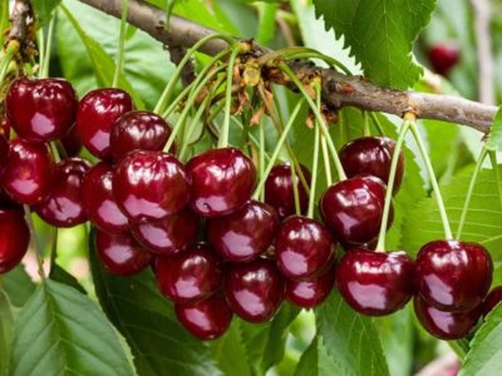 A first commercial shipment of Mishri variety of cherries from Kashmir ...