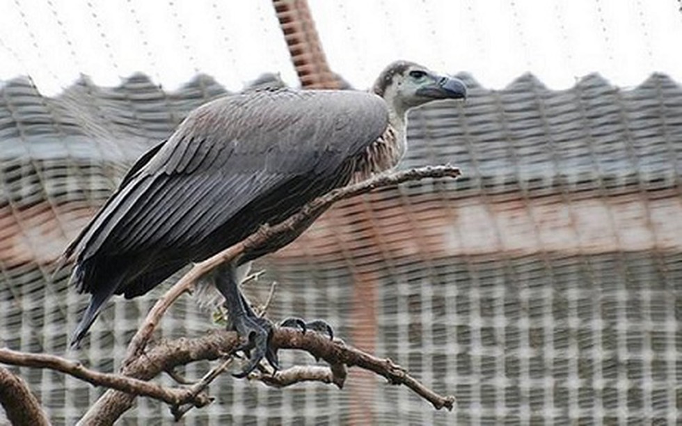 In October 2020, Eight Critically Endangered Oriental White-backed ...