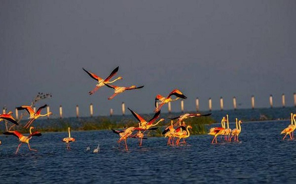 Chilika Lake, the largest brackish water lake and wintering ground of birds  in the Indian subcontinent, saw a million birds, including the uncommon  Mongolian gull, visiting the waterbody this year.