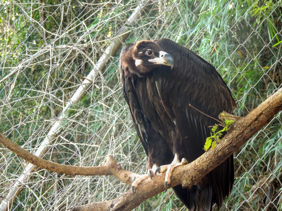 Tamil Nadu recently launched mission to save critically endangered ...