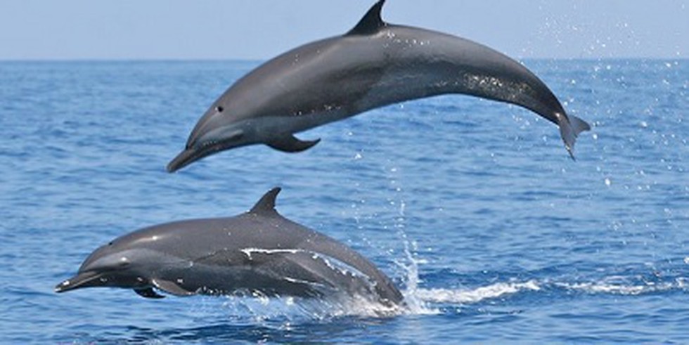 According To Uttar Pradesh Government Dolphins Have Started Coming Back To The Ganga River With