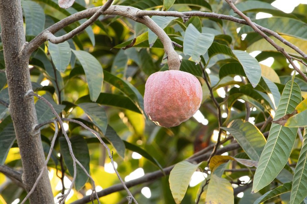 A Research Intern At The International Crops Research Institute For The 