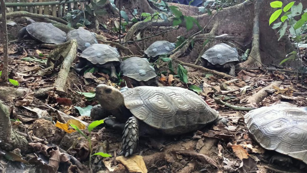 Ten captive-bred Asian Giant Tortoise (Manouria emys) juveniles were ...