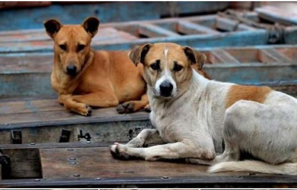Animal Welfare Board of India has recently issued advisories with regard to  stray dogs and pet dogs.