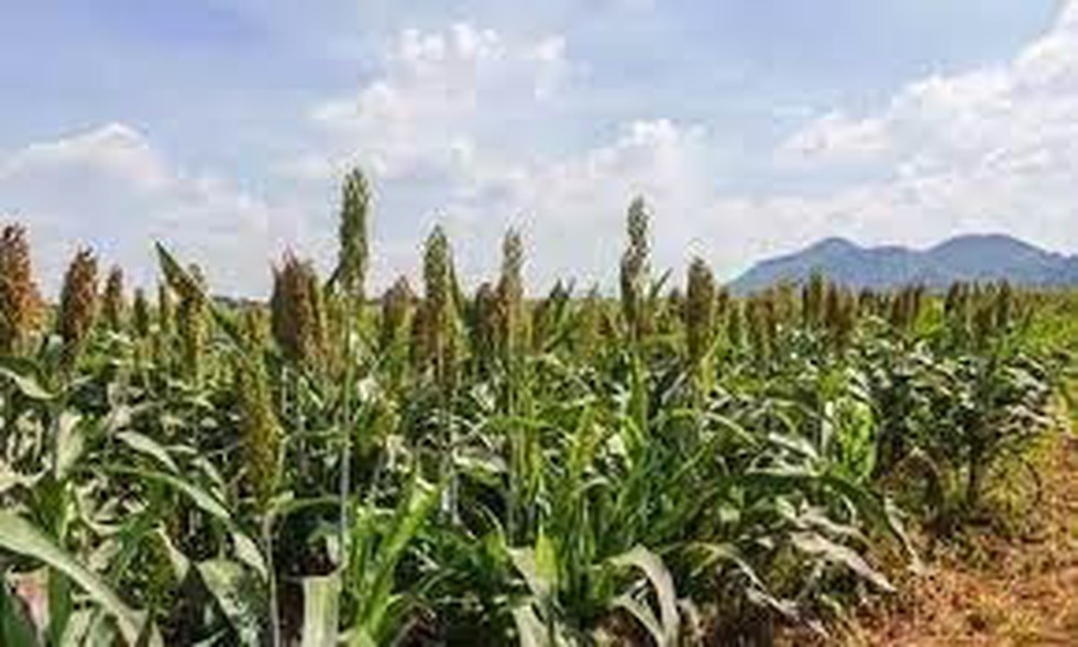 The Prime Minister Narendra Modi Visited The International Crops 