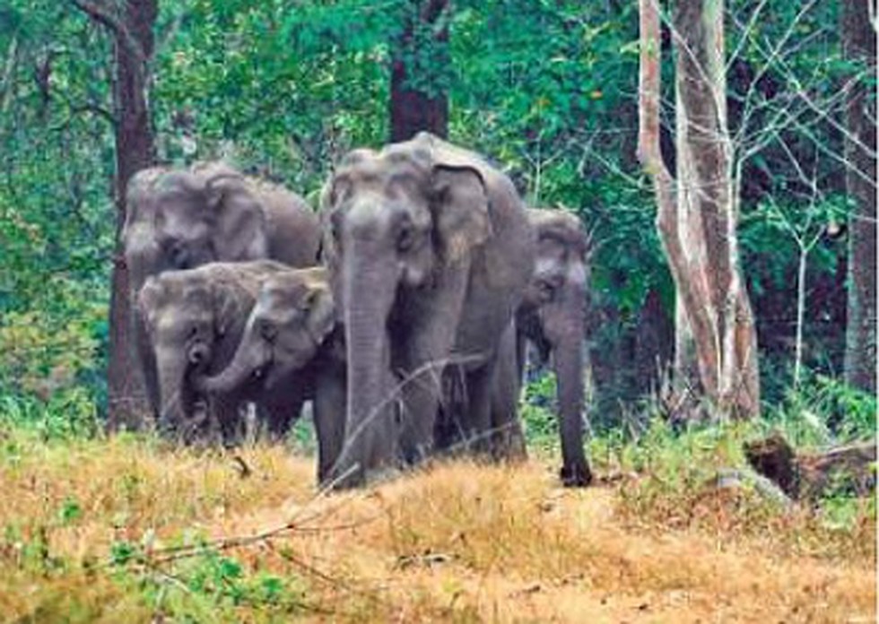 With the onset of summer, the seasonal migration of wild animals has begun  from the adjacent wildlife sanctuaries in Karnataka and Tamil Nadu to the  Wayanad Wildlife Sanctuary (WWS).