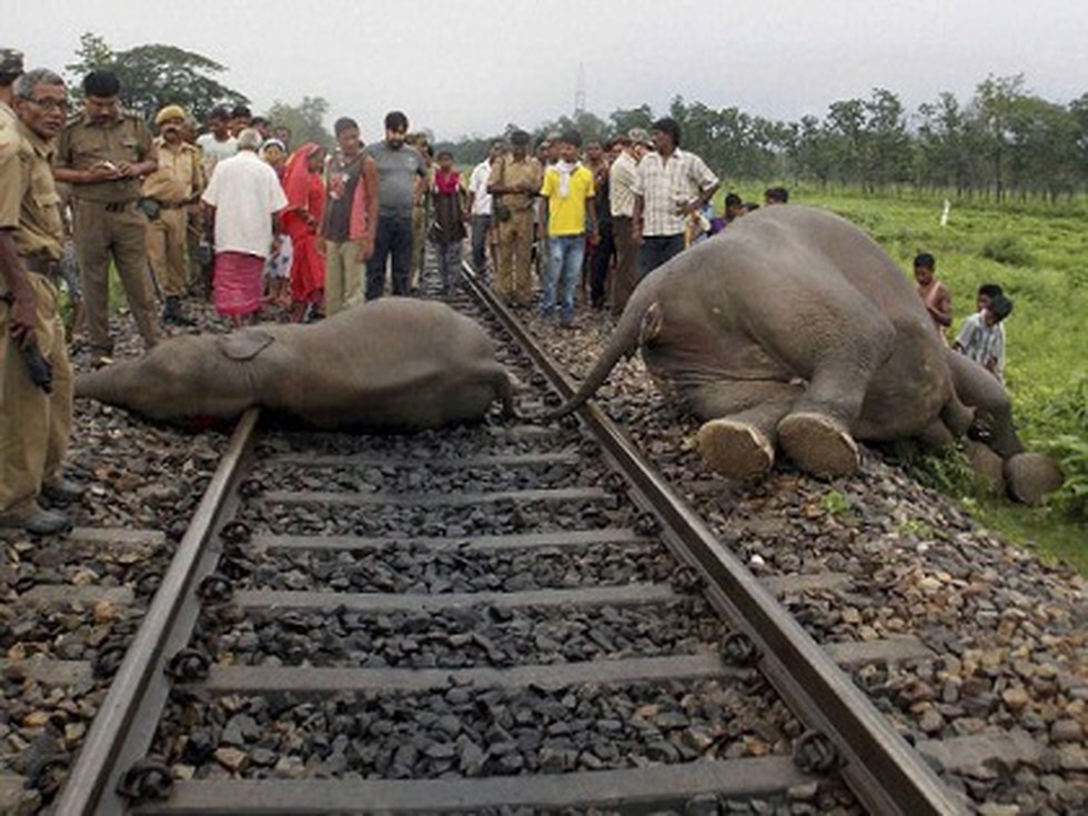 The Union Environment Ministry has constituted a “permanent” coordination  committee that includes representatives of the Ministries of Railways and  Environment to prevent elephant deaths on railway tracks.