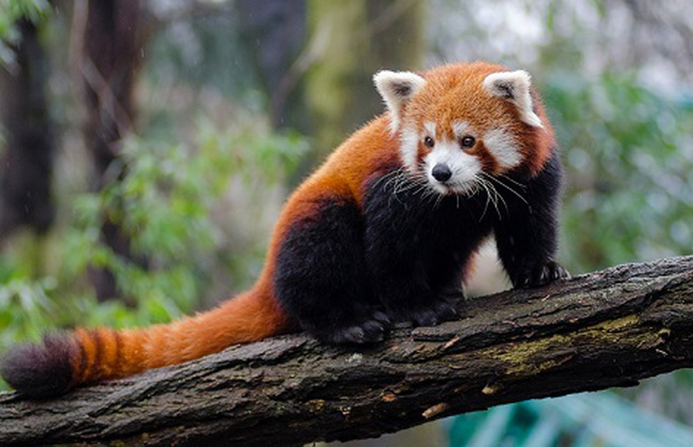 The Singalila National Park in West Bengal, will soon get new red pandas.