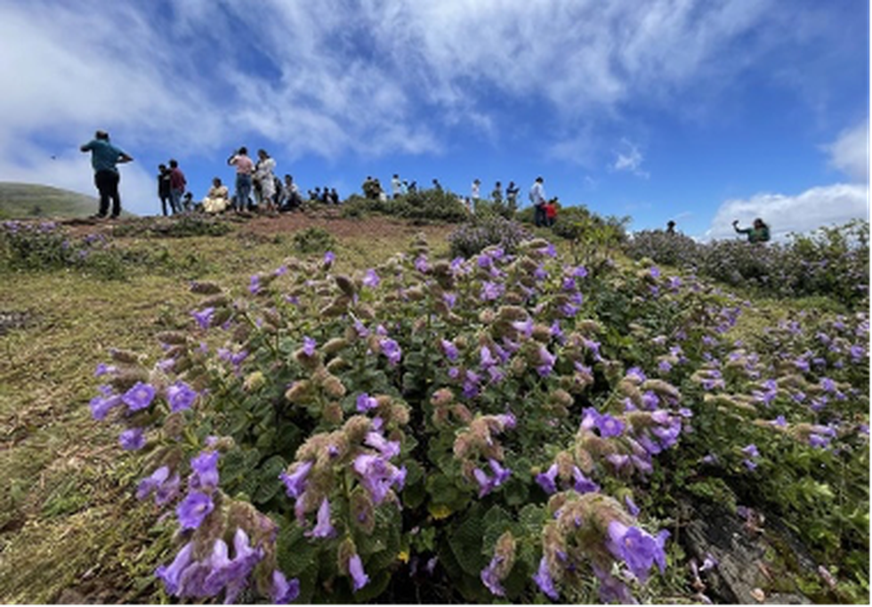 Recently, The Ministry of Environment, Forest and Climate Change (MoEF) has  listed Neelakurinji under Schedule III of the Wildlife (Protection) Act,  1972, including it on the list of protected plants.