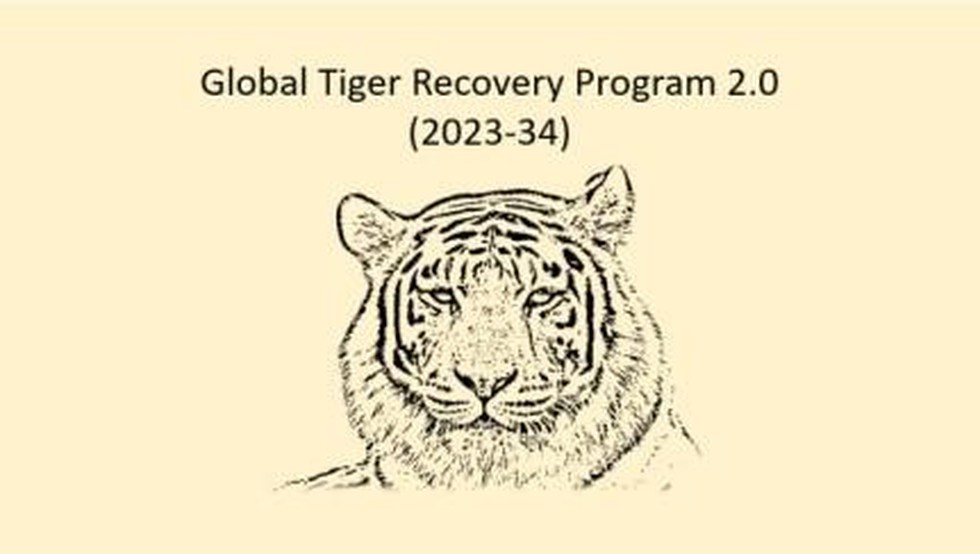 As per the report submitted under the Global Tiger Recovery Program