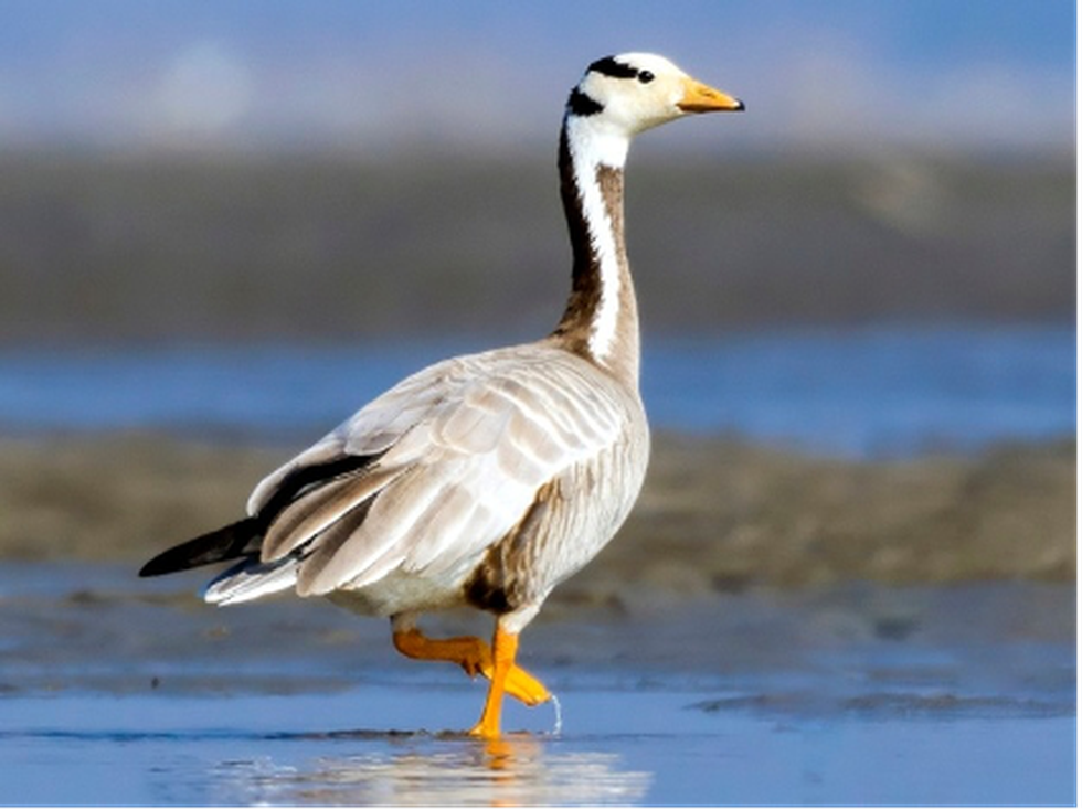 A bar-headed goose, which was tagged in Mongolia in July 2014 has ...