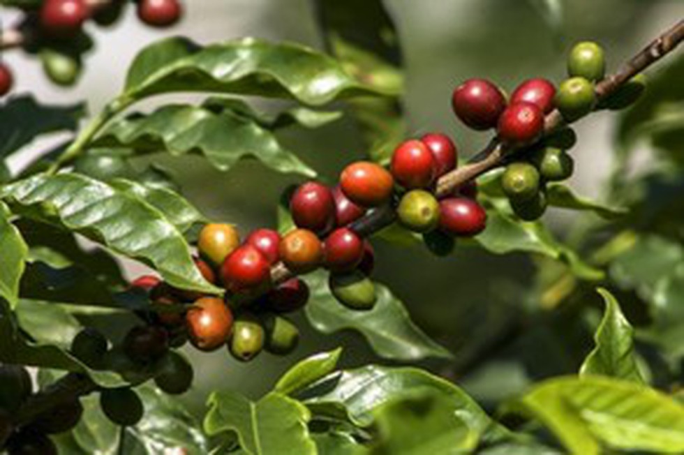 Recent Research Said That Coffee Production Across The World Is Threatened By Synchronous Crop